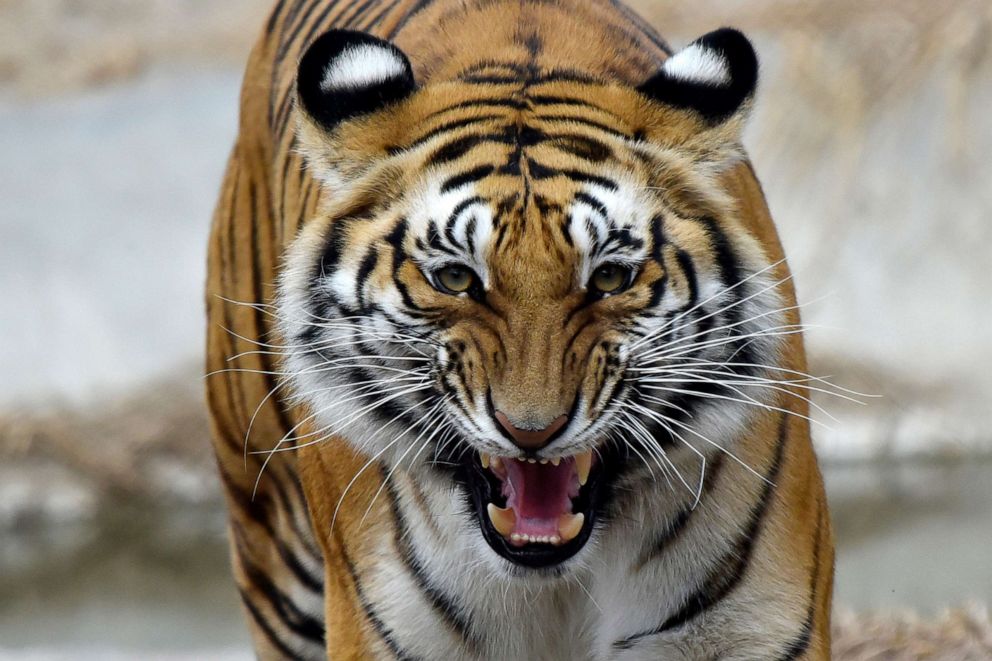 PHOTO: A Royal Bengal tiger is seen inside at the Central Zoo in Lalitpur, Nepal, Feb.13, 2021.