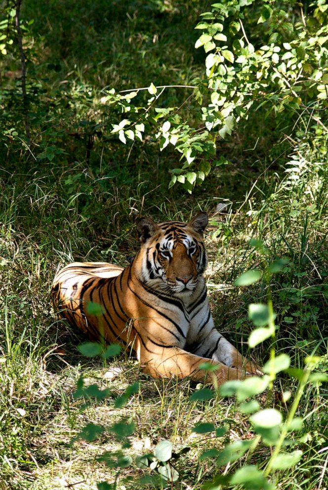 PHOTO: FILE - A young male tiger in Bandhavgarh National Park, the former home of the Royal family of Rawa and now a tiger sanctuary with the highest concentrations of tigers in India.