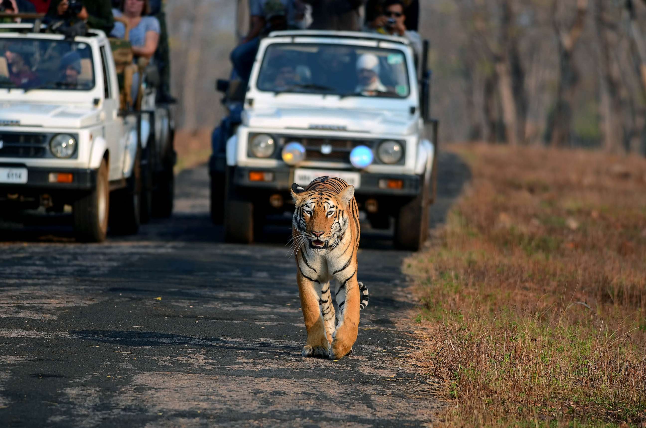 PHOTO: Tadoba Andhari Tiger Reserve