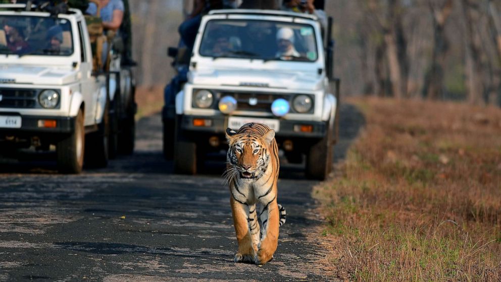 PHOTO: Tadoba Andhari Tiger Reserve