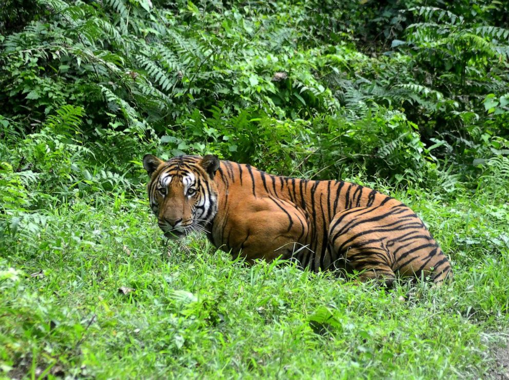 PHOTO: FILE - A Royal Bengal Tiger pauses in a jungle clearing in Kaziranga National Park, India, Dec. 21, 2014.
