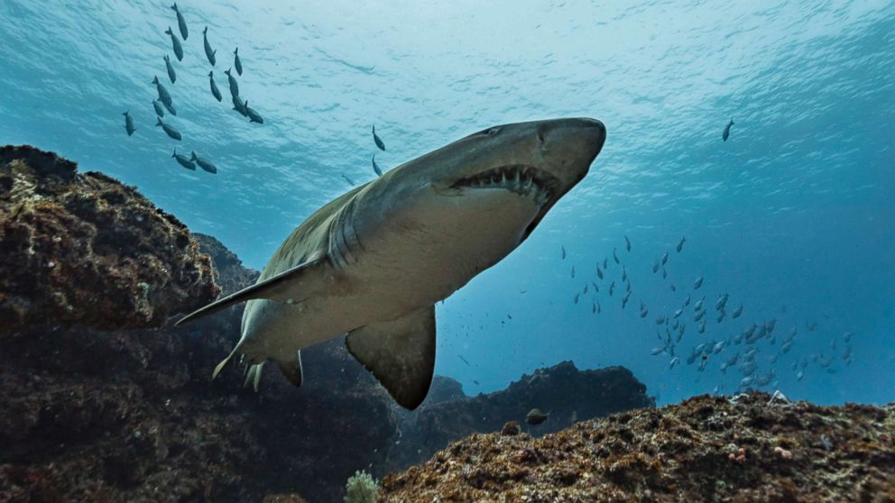 PHOTO: A tiger shark is pictured in this undated stock photo.