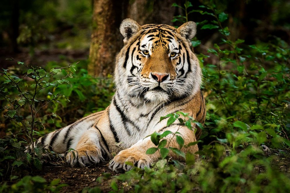 PHOTO: A tiger lays in a forest in this stock photo.