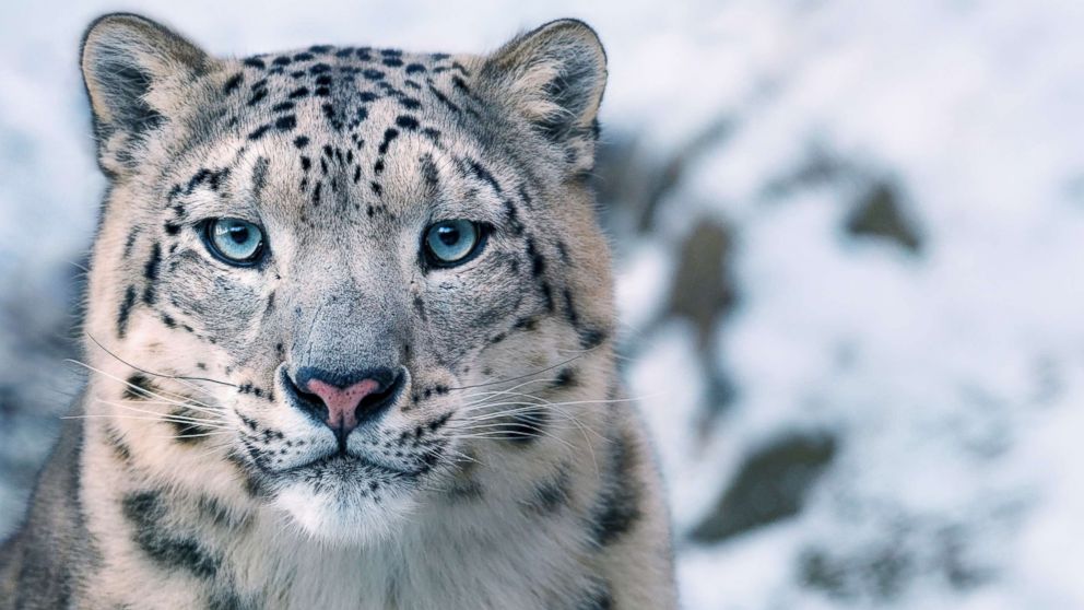 A 2016 report from wildlife trade monitoring network TRAFFIC found that, on average, four snow leopards have been killed every week since 2008. Of those, more than half are revenge killings by herders, angry at losing their already-meager income. Another 20-odd percent succumb to poachers (some for their illegally traded fur, others for body parts used in traditional Asian medicines), and a further 20 percent are caught in traps set for other animals. Around four to seven thousand snow leopards survive today.