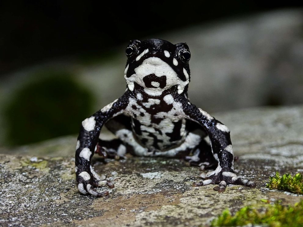PHOTO: The starry night harlequin toad has been rediscovered in Colombia after largely vanishing in 1991 from a deadly fungal pathogen.