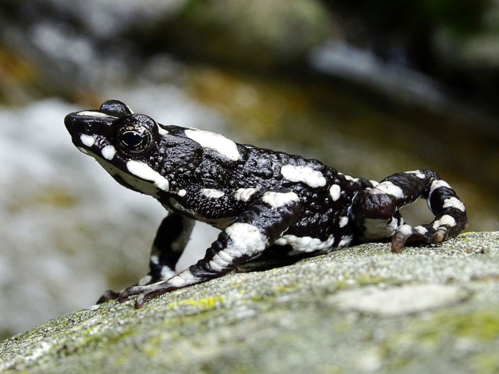 PHOTO: The starry night harlequin toad has been rediscovered in Colombia after largely vanishing in 1991 from a deadly fungal pathogen.