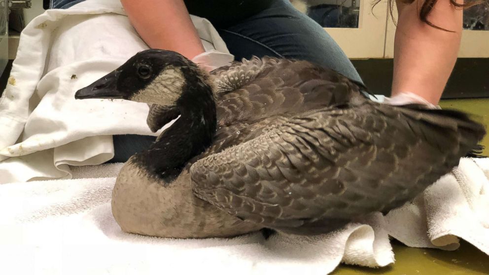 14 Canada geese found decapitated mutilated ABC News