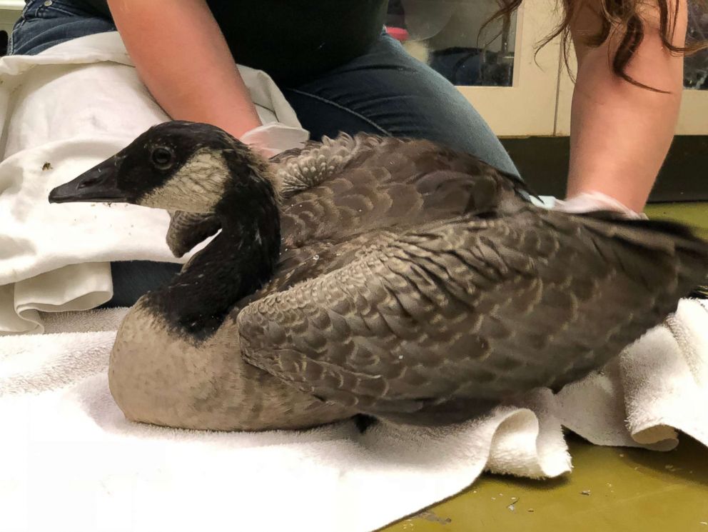 PHOTO: An injured Canada gosling that survived an attack on other geese receives treatment at the Toronto Wildlife Centre on June 12, 2018.