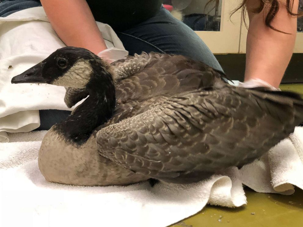 PHOTO: An injured Canada gosling that survived an attack on other geese receives treatment at the Toronto Wildlife Centre on June 12, 2018.