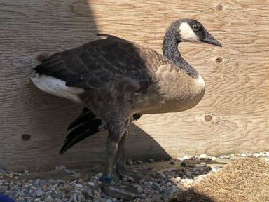 14 Canadian geese found decapitated, mutilated