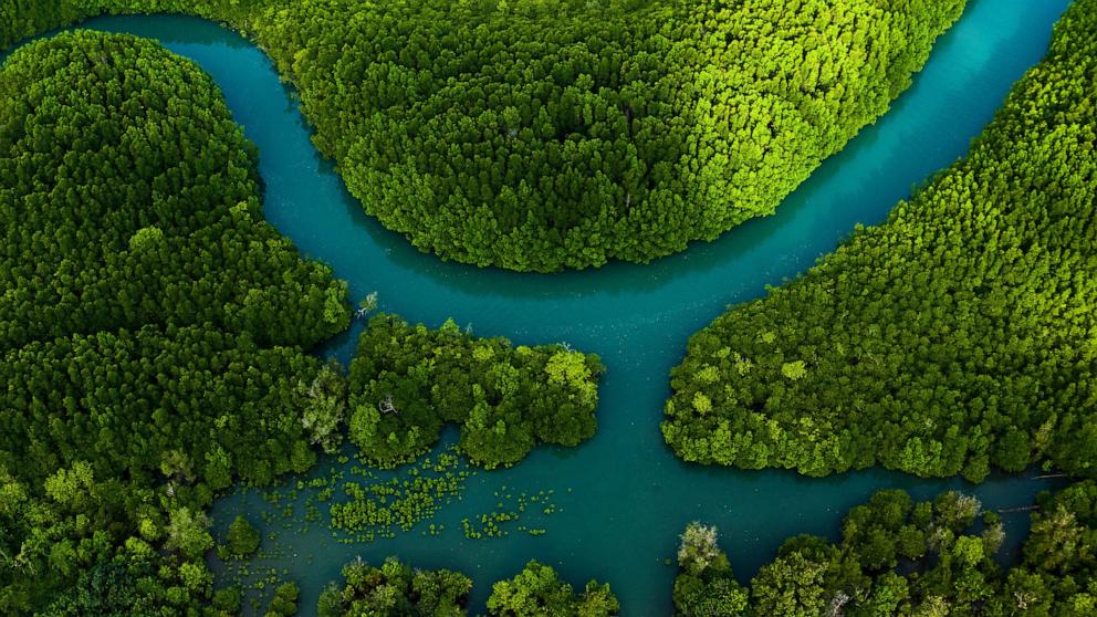 PHOTO: More than one third of the planet's tree species are facing extinction. The highest proportion of threatened trees is found on islands.Pictured Trat Province Thailand