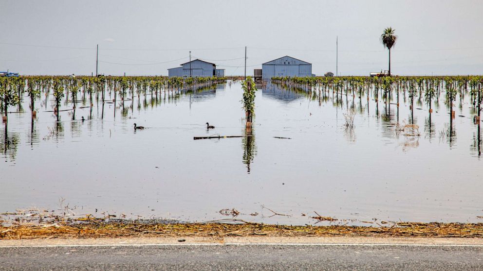 PHOTO: Flooded crops and farms are shown near Tulare Lake, in California's Central Valley, on June 6, 2023.