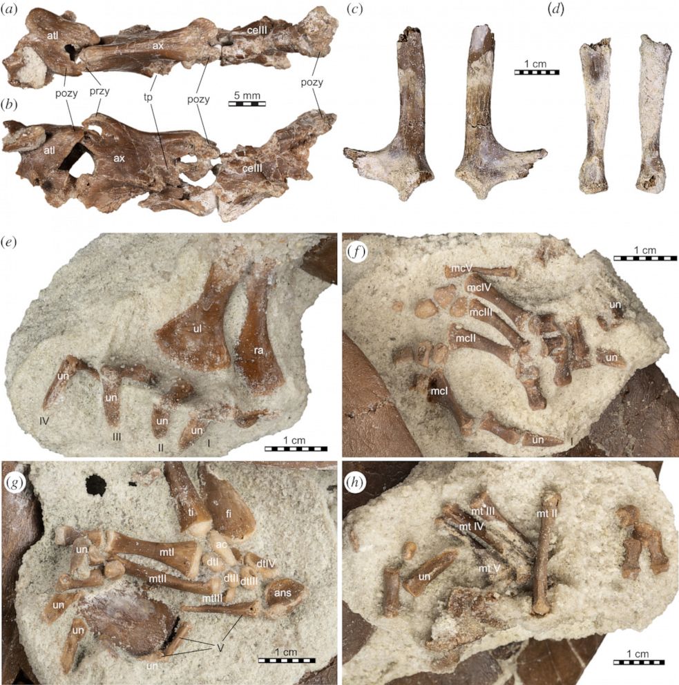 PHOTO: Images of the new species of turtle found in a rock formation in Madagascar.