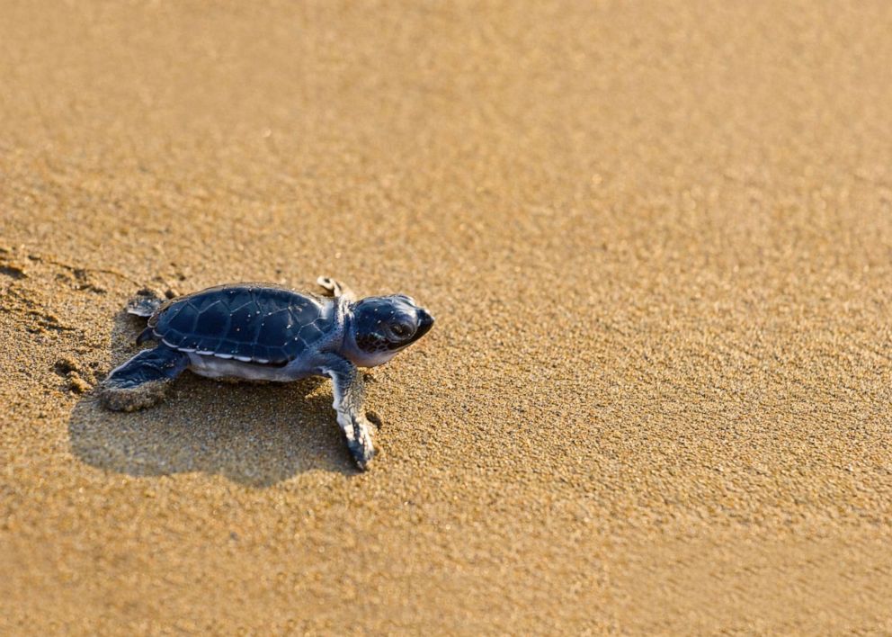 PHOTO: A new born loggerhead sea turtle.
