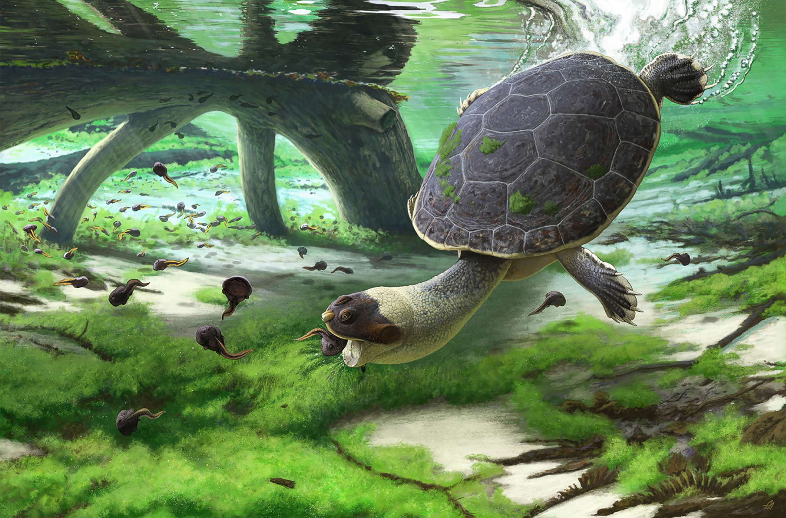 PHOTO: An illustration of the  new species of turtle found in a rock formation in Madagascar.