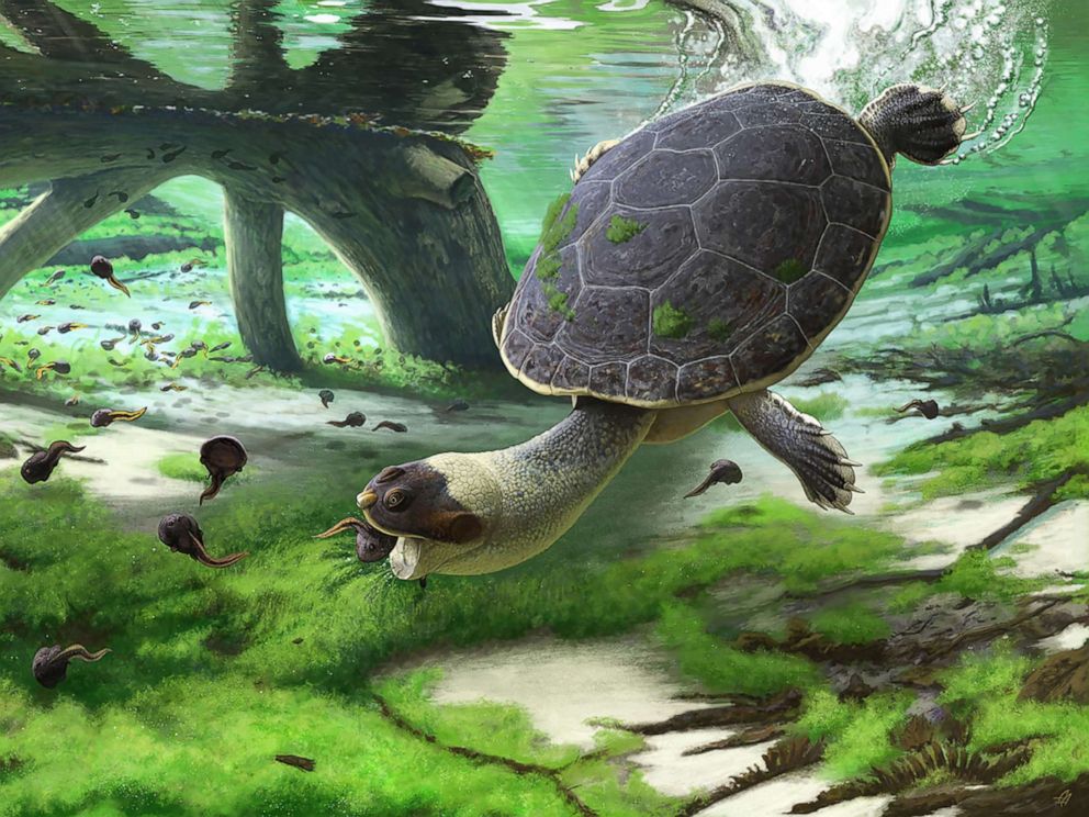 New species of prehistoric turtle discovered in Madagascar - ABC News