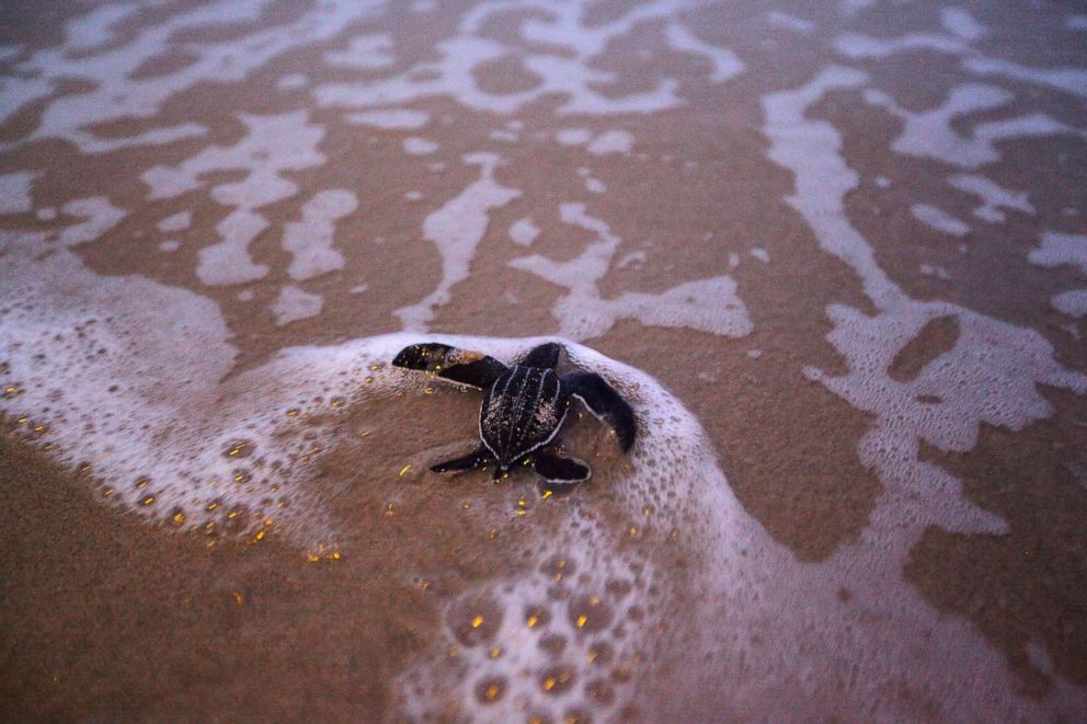 PHOTO: A newly-hatched baby leatherback sea turtle makes its way to the sea for the first time at a beach in Phanga Nga district, Thailand, March 27, 2020.