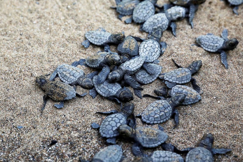 PHOTO: Baby sea turtles crawl to the sea following their release after treatment at the Sea Turtle Rescue Center at Iztuzu Beach near Dalyan, Turkey, Aug. 25, 2018.
