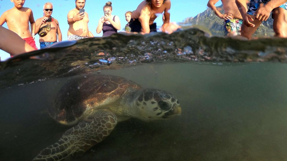 A sea turtle swims back to the sea following her release after treatment at the Sea Turtle Rescue Center (DEKAMER) as tourists look on at Iztuzu Beach near Dalyan in Mugla, Turkey, Aug. 25, 2018.