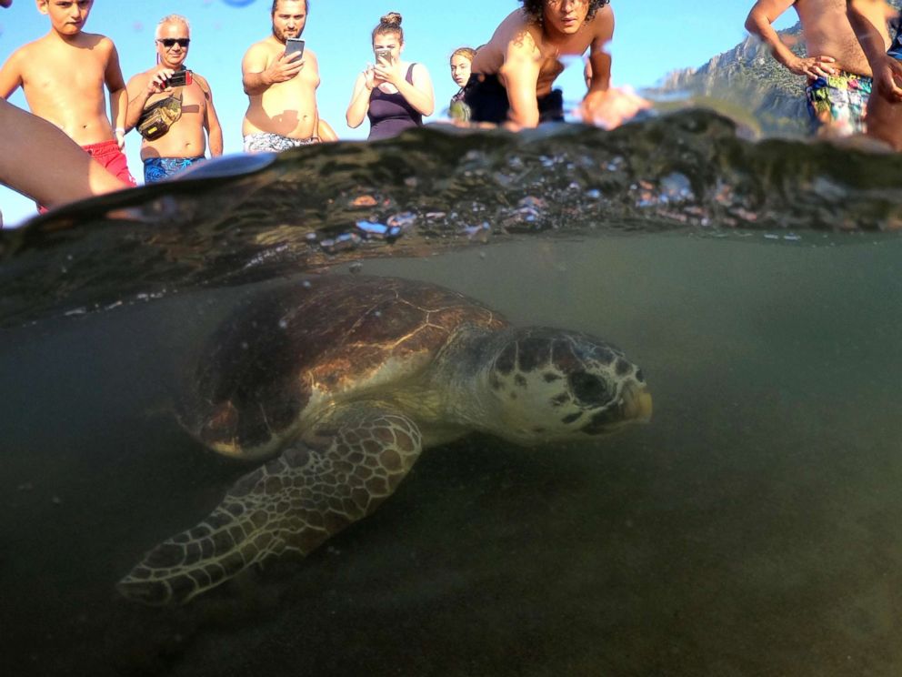 PHOTO: A sea turtle swims back to the sea following her release after treatment at the Sea Turtle Rescue Center (DEKAMER) as tourists look on at Iztuzu Beach near Dalyan in Mugla, Turkey, Aug. 25, 2018.