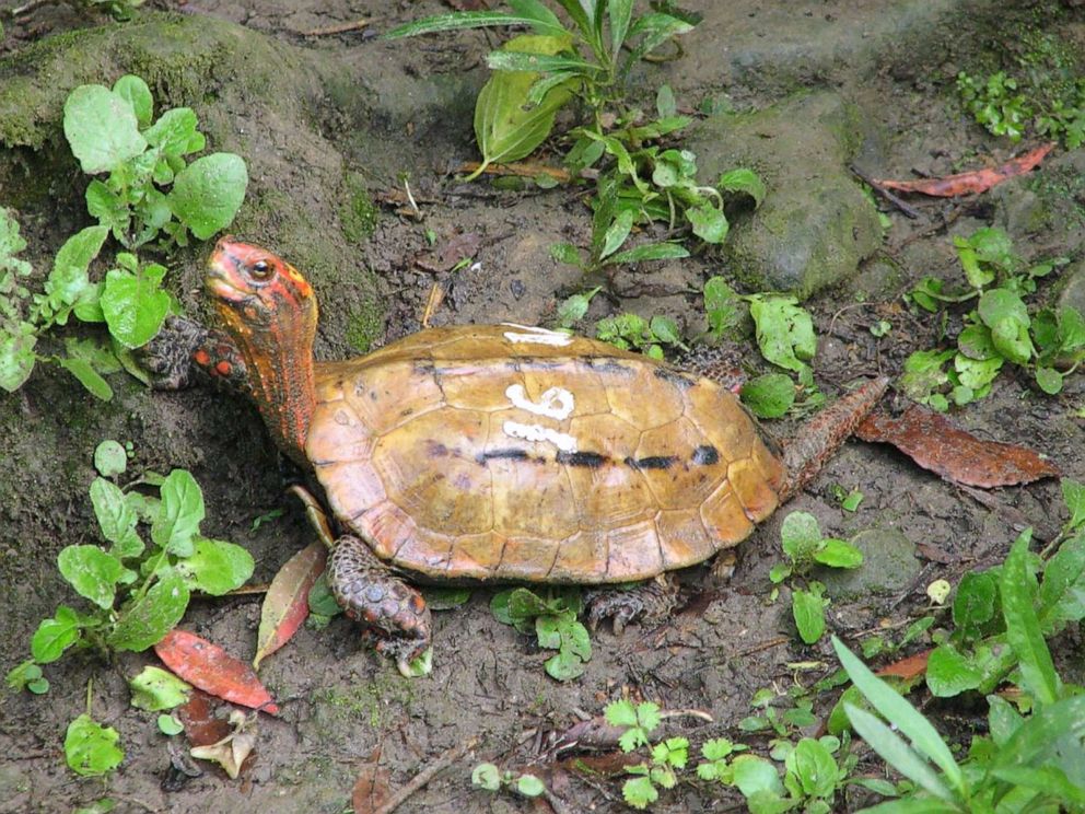 PHOTO: A Ryukyu leaf turtle at Okinawa Zoo, Japan, in 2006. More than 60 endangered turtles, including some 15 Ryukyu leaf turtles and 49 yellow-margined box turtles, have disappeared from a zoo in Japan's southernmost province in a suspected theft.