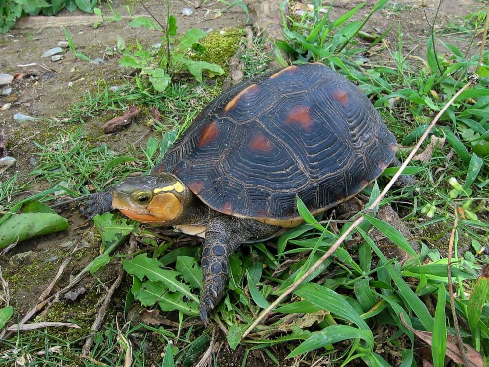 PHOTO: A yellow-margined box turtle at Okinawa Zoo in 2004 in Japan. More than 60 endangered turtles, including some 15 Ryukyu leaf turtles and 49 yellow-margined box turtles, have disappeared from a zoo in Japan in a suspected theft.