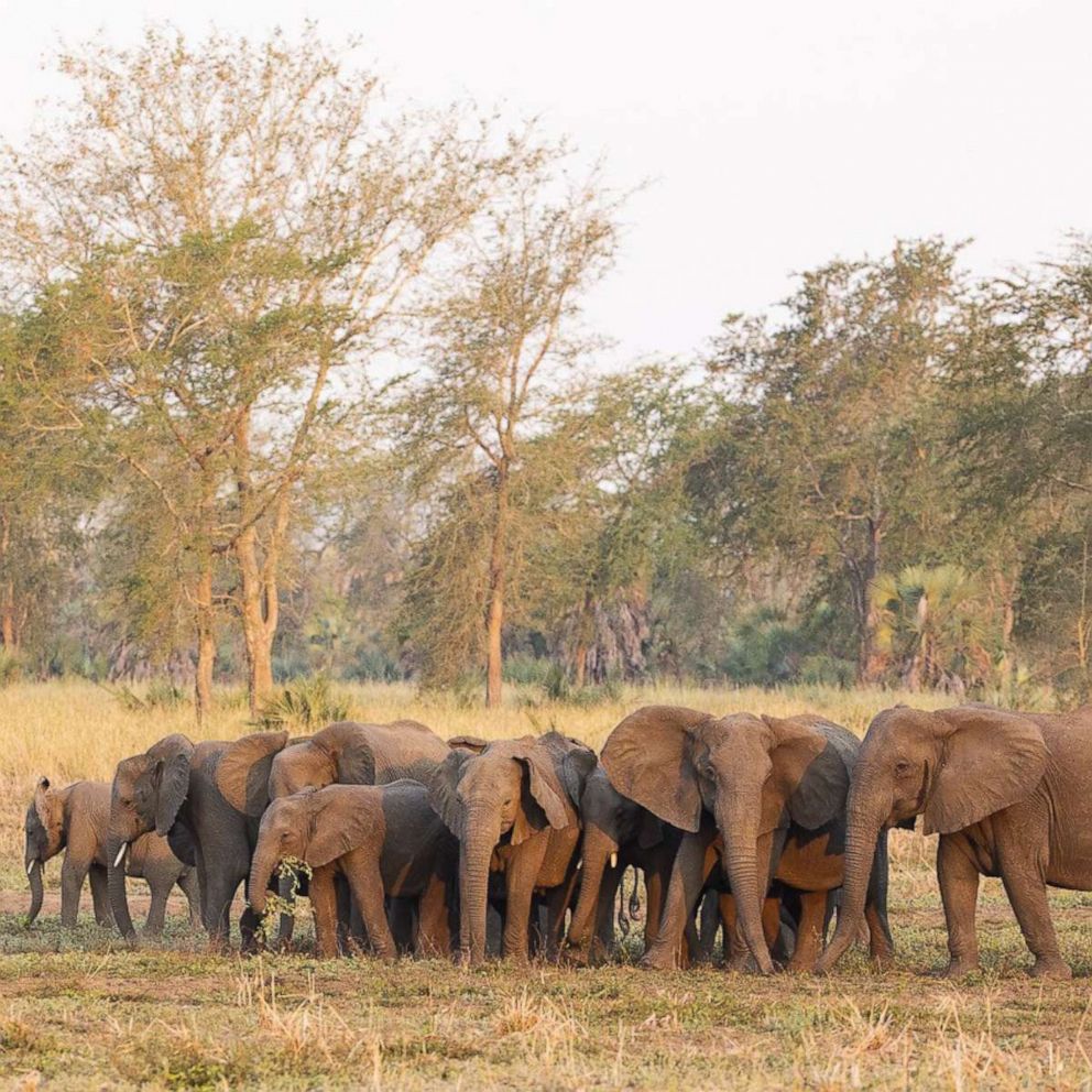 PHOTO: A herd of elephants stands with its matriarch in Gorongosa National Park in Mozambique.