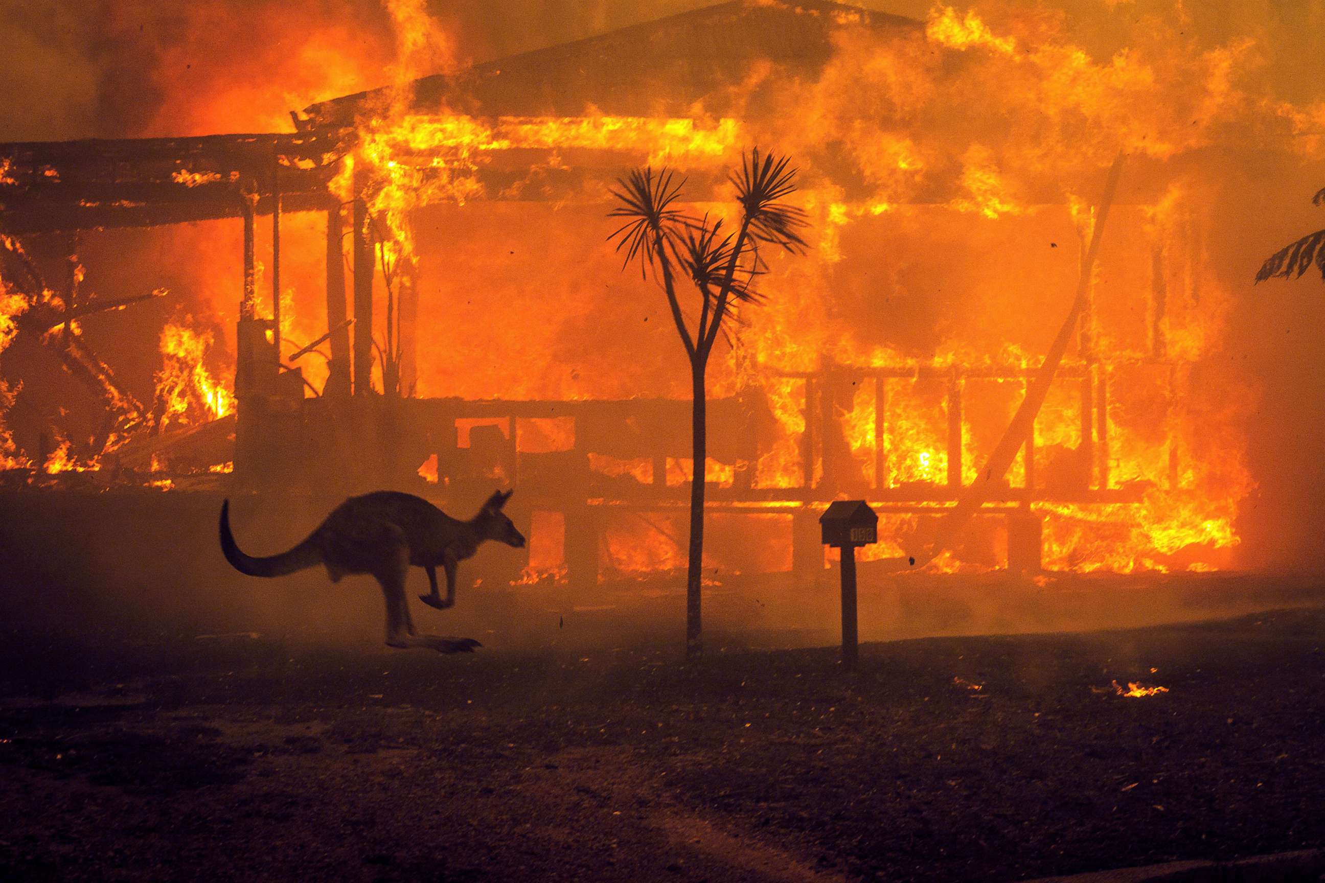 PHOTO: A kangaroo rushes past a burning house in Lake Conjola, Australia, Dec. 31 2019.