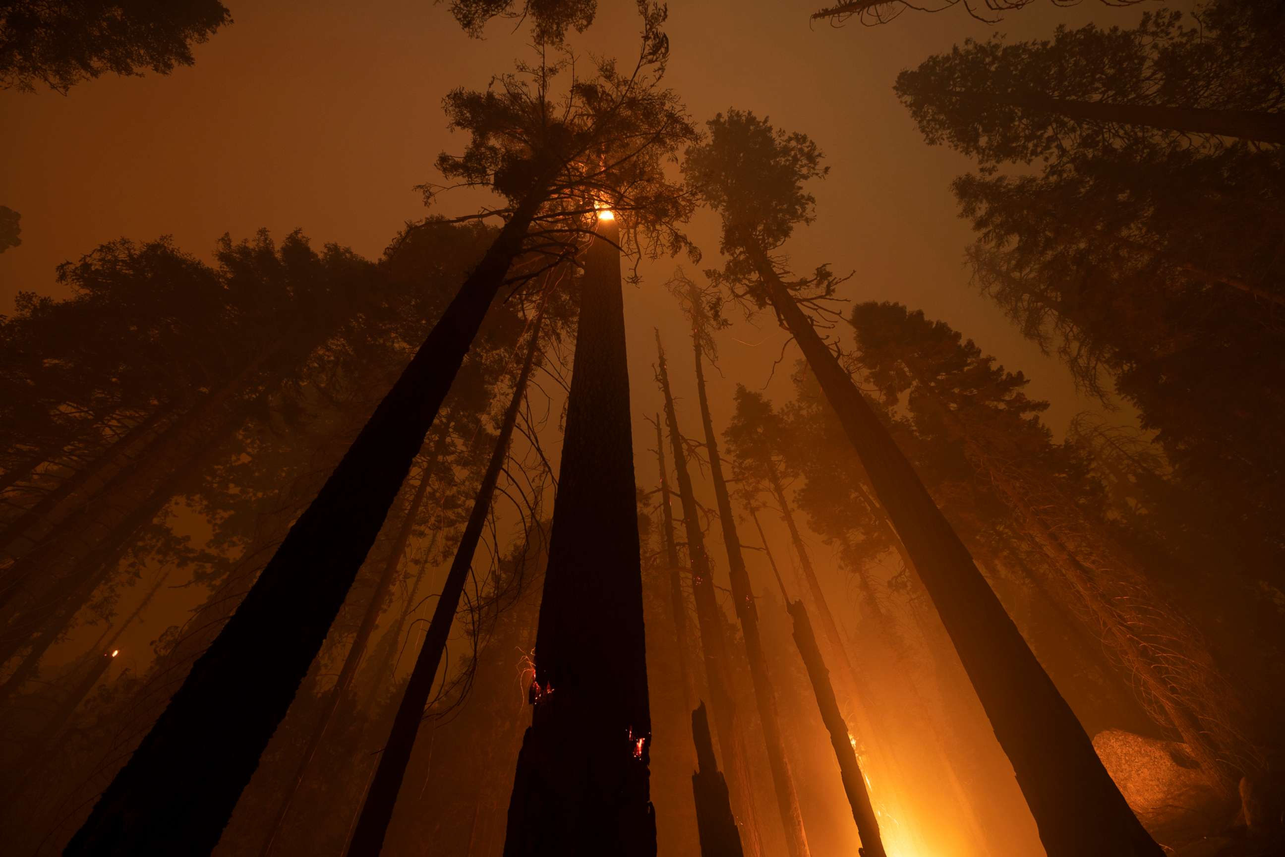 PHOTO: The Windy Fire blazes through the Long Meadow Grove of giant sequoia trees near The Trail of 100 Giants overnight in Sequoia National Park on Sept. 21, 2021, near California Hot Springs, Calif.