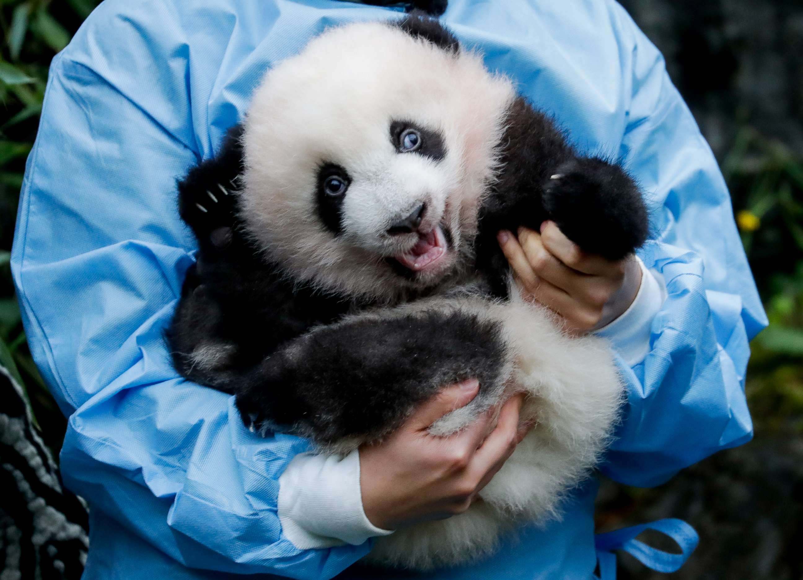 Панда сколько детенышей. Панда с детёнышем. Новорожденные панды. Обниматель панд. Новорожденный Медвежонок панды.