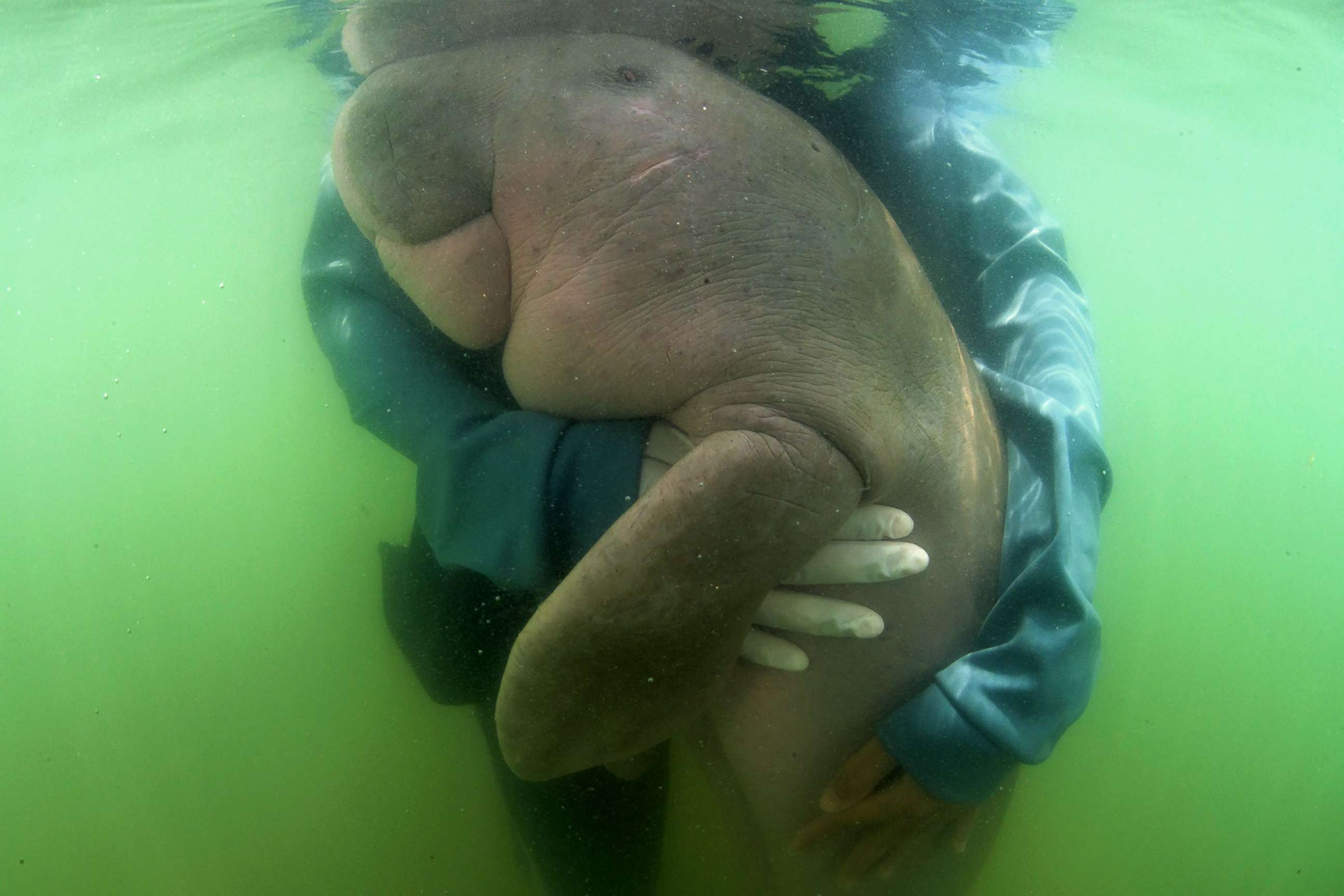 PHOTO: Mariam the dugong is cared for by park officials and veterinarians from the Phuket Marine Biological Centre on Libong island in this photo released July 3, 2019. The orphaned baby dugong was rescued off a beach in Krabi Province, Thailand.