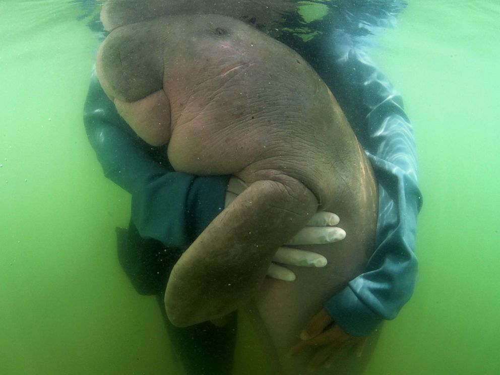 PHOTO: Mariam the dugong is cared for by park officials and veterinarians from the Phuket Marine Biological Centre on Libong island in this photo released July 3, 2019. The orphaned baby dugong was rescued off a beach in Krabi Province, Thailand.