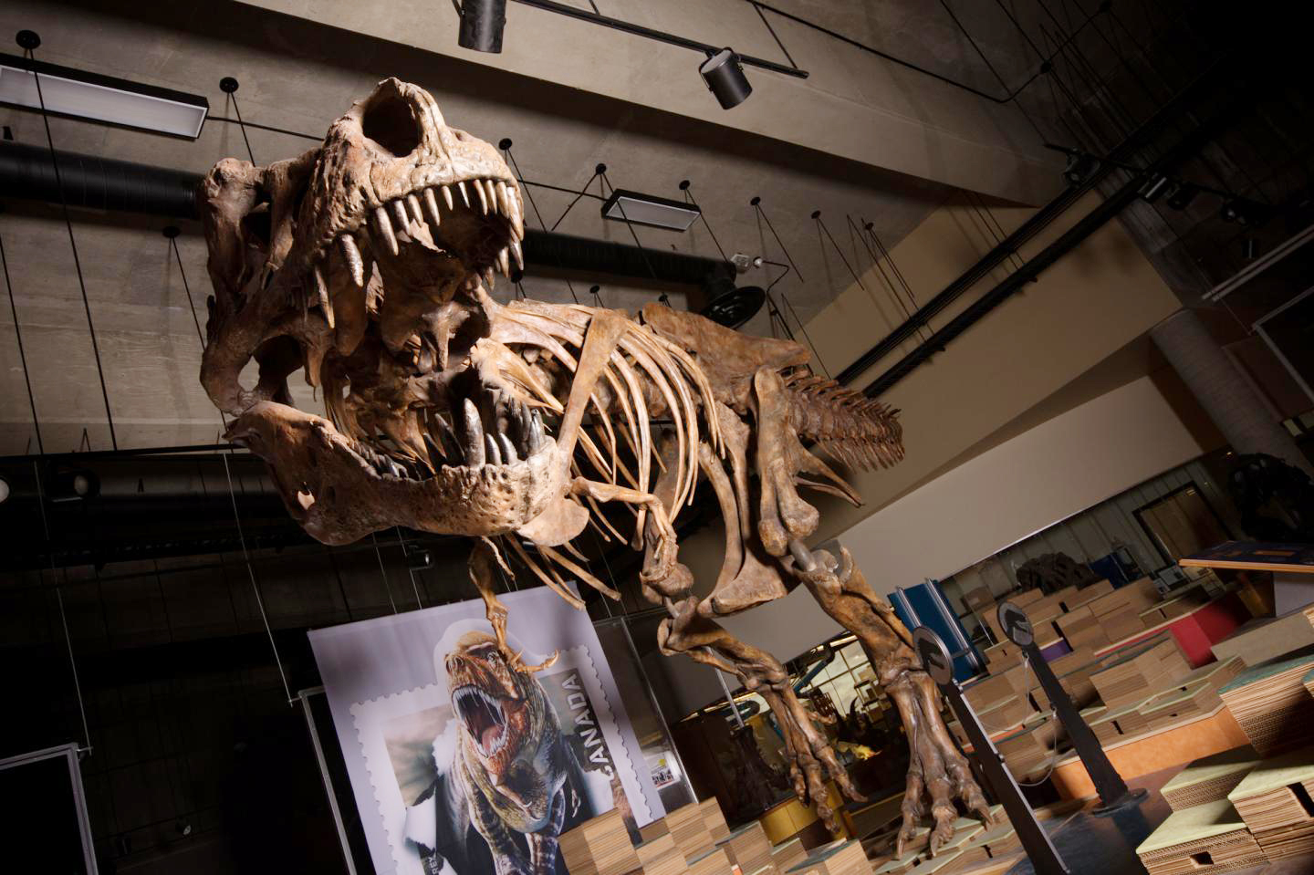 PHOTO:The towering and battle-scarred "Scotty"reported by UAlberta paleontologists is the world's largest Tyrannosaurus rex and the largest dinosaur skeleton ever found in Canada.