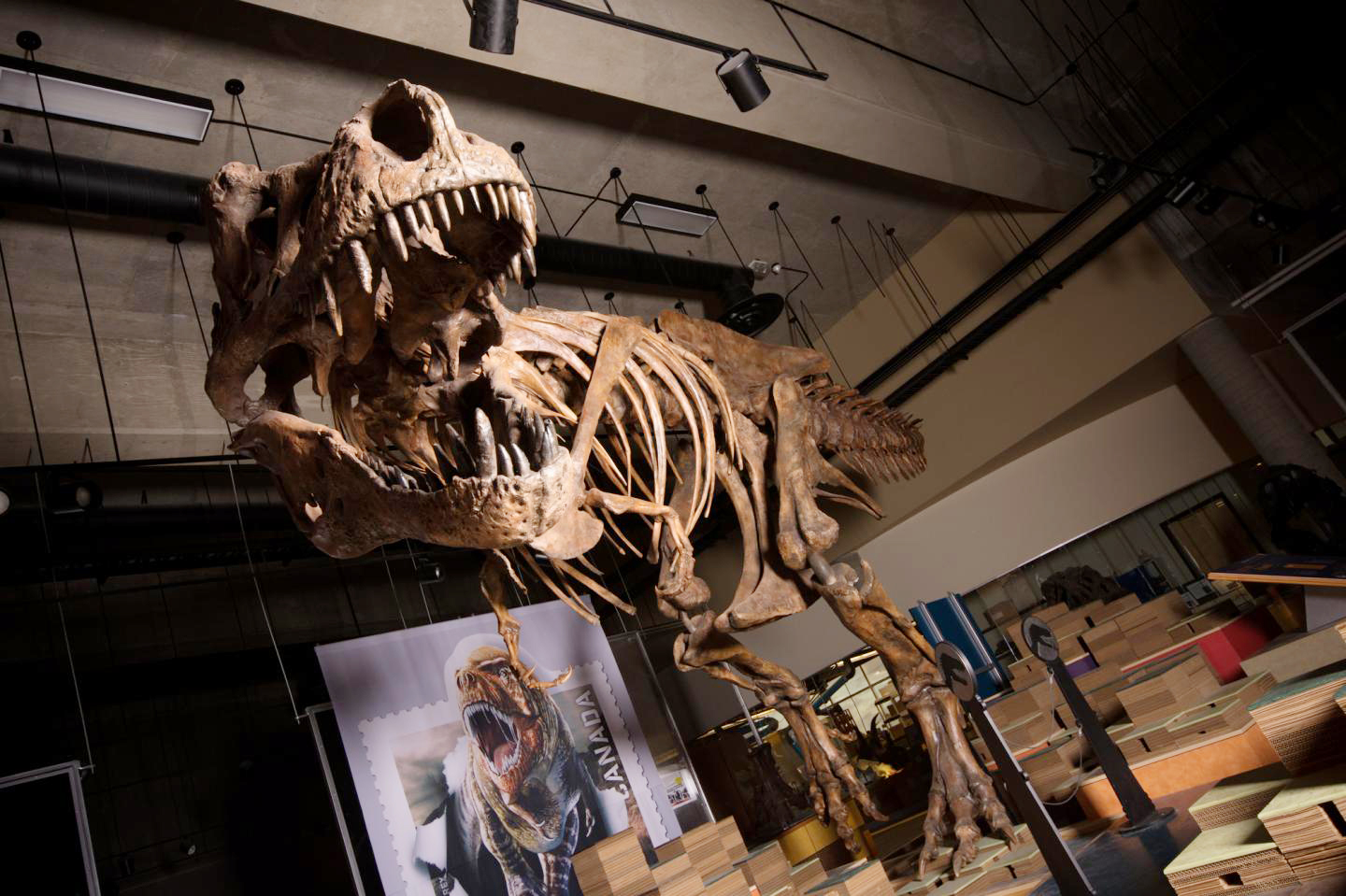 Tyrannosaurus rex: The world's most popular dinosaur, Dinosaurs