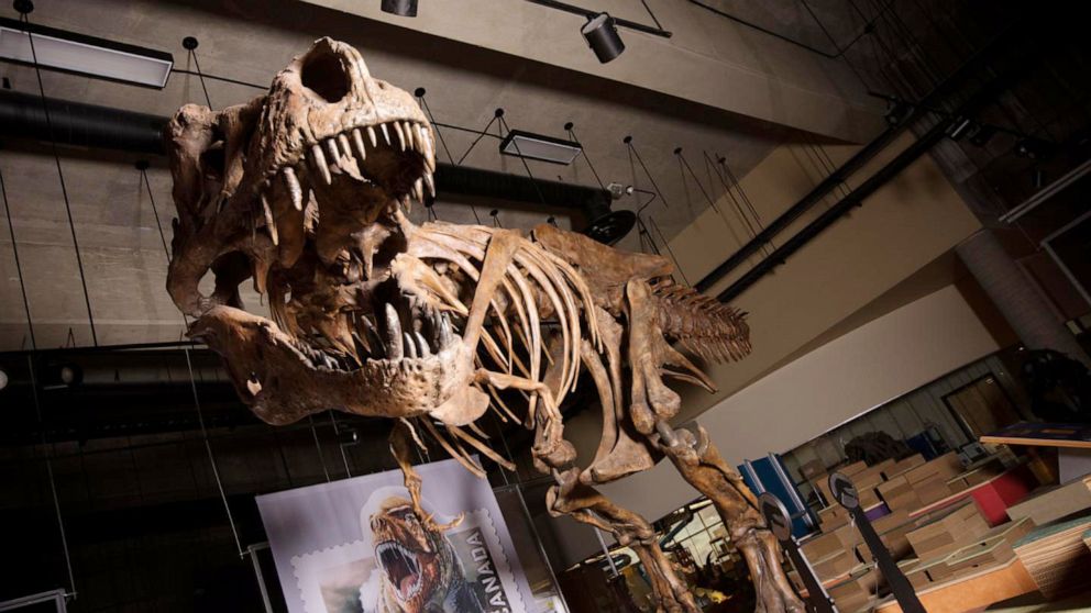 The impressive and battle-marked "Scotty", described by the paleontologists of Alberta, is the largest Tyrannosaurus rex in the world and the largest dinosaur skeleton ever discovered in Canada.