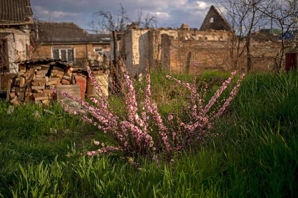PHOTO: A cherry tree is photographed at Anna Shevchenko's courtyard at her house in Irpin, near Kyiv, May 3, 2022. There are no longer any walls, but among the rubble of what used to be her home, Anna Shevchenko saw a glimmer of hope.