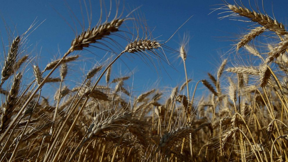 War in Ukraine brings dual crisis to global food supply - Good Morning ...