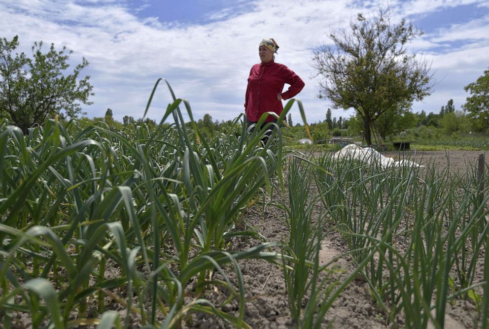 PHOTO: In this file photo from May 25, 2022, a woman stands in a field doing agricultural work in Malyn, Ukraine.