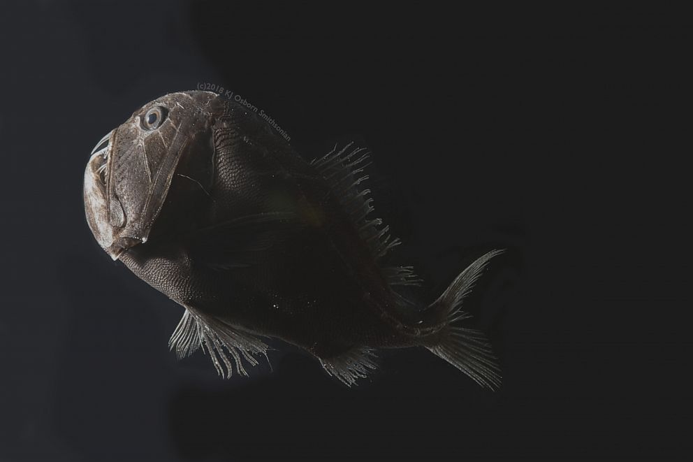 PHOTO: One specimen of the ultra-black fish species Anoplogaster cornuta.