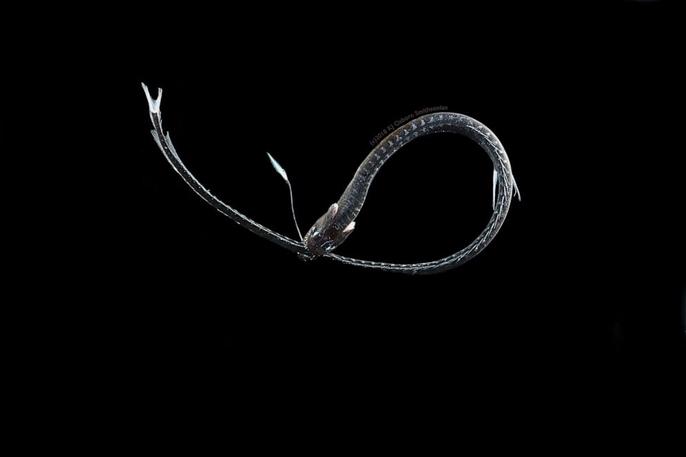 PHOTO: The ultra-black Pacific blackdragon has a bioluminescent lure that they use to attract prey, and if not for their ultra-black skin and transparent, anti-reflective teeth, the reflection of their lure would scare prey away.