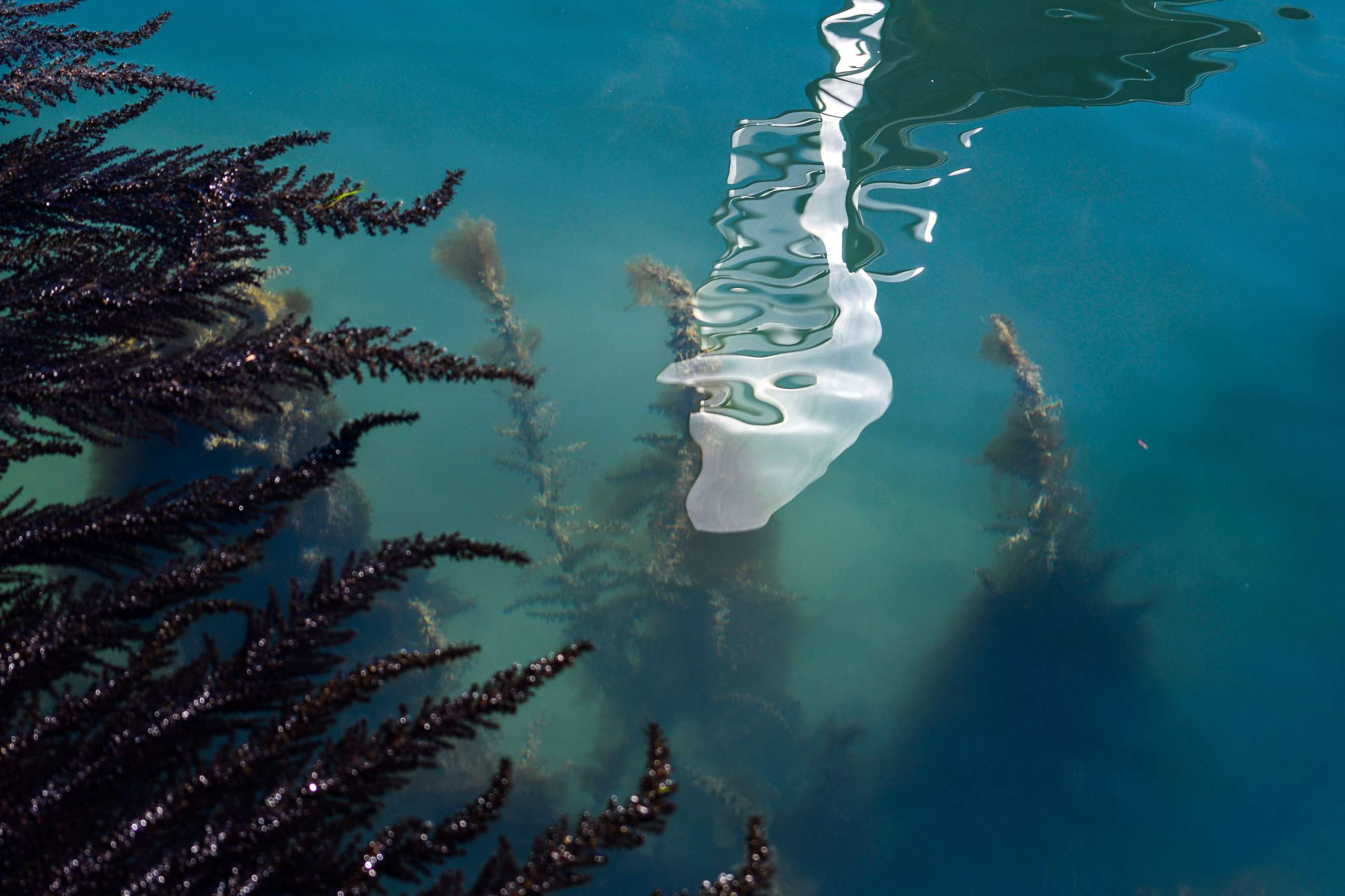 PHOTO: A view shows seaweed in clear waters in a Venice canal, March 18, 2020 as a result of the stoppage of motorboat traffic, following the country's lockdown within the new coronavirus crisis.