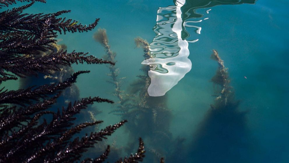 The water in the Venice canals is clear enough to see fish swimming below as the coronavirus halts tourism in Italy.