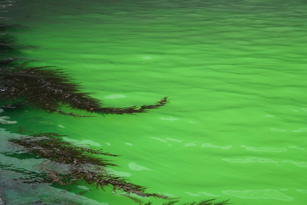 PHOTO: A detailed view shows a patch of phosphorescent green liquid on the Grand Canal near the Rialto Bridge, in Venice, Italy, May 28, 2023.