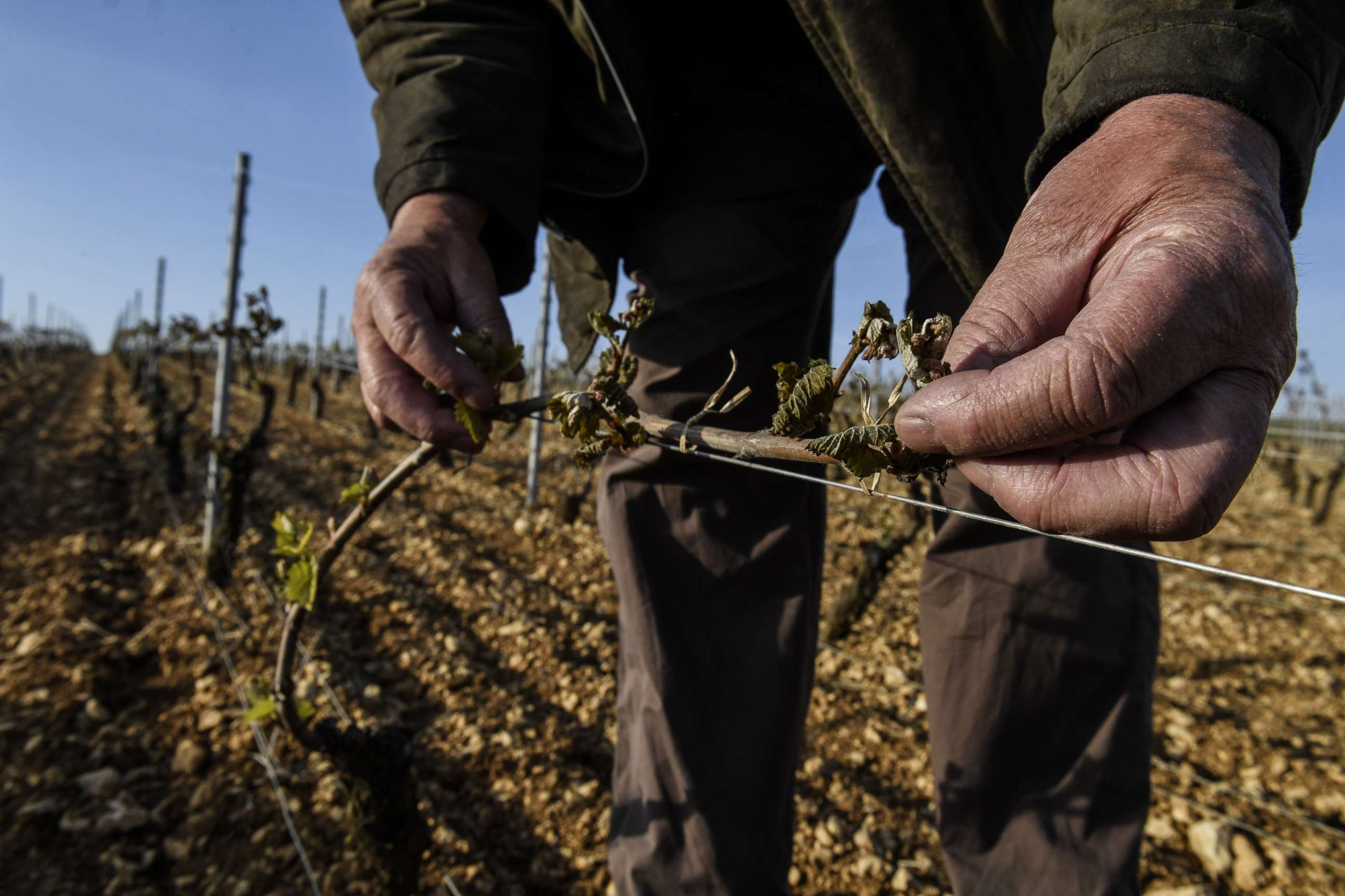 PHOTO: Daniel Seguinot, winegrower, shows the buds of his Chablis vineyard hit by frost in Maligny near Auxerre, northern France, on April 20, 2017.