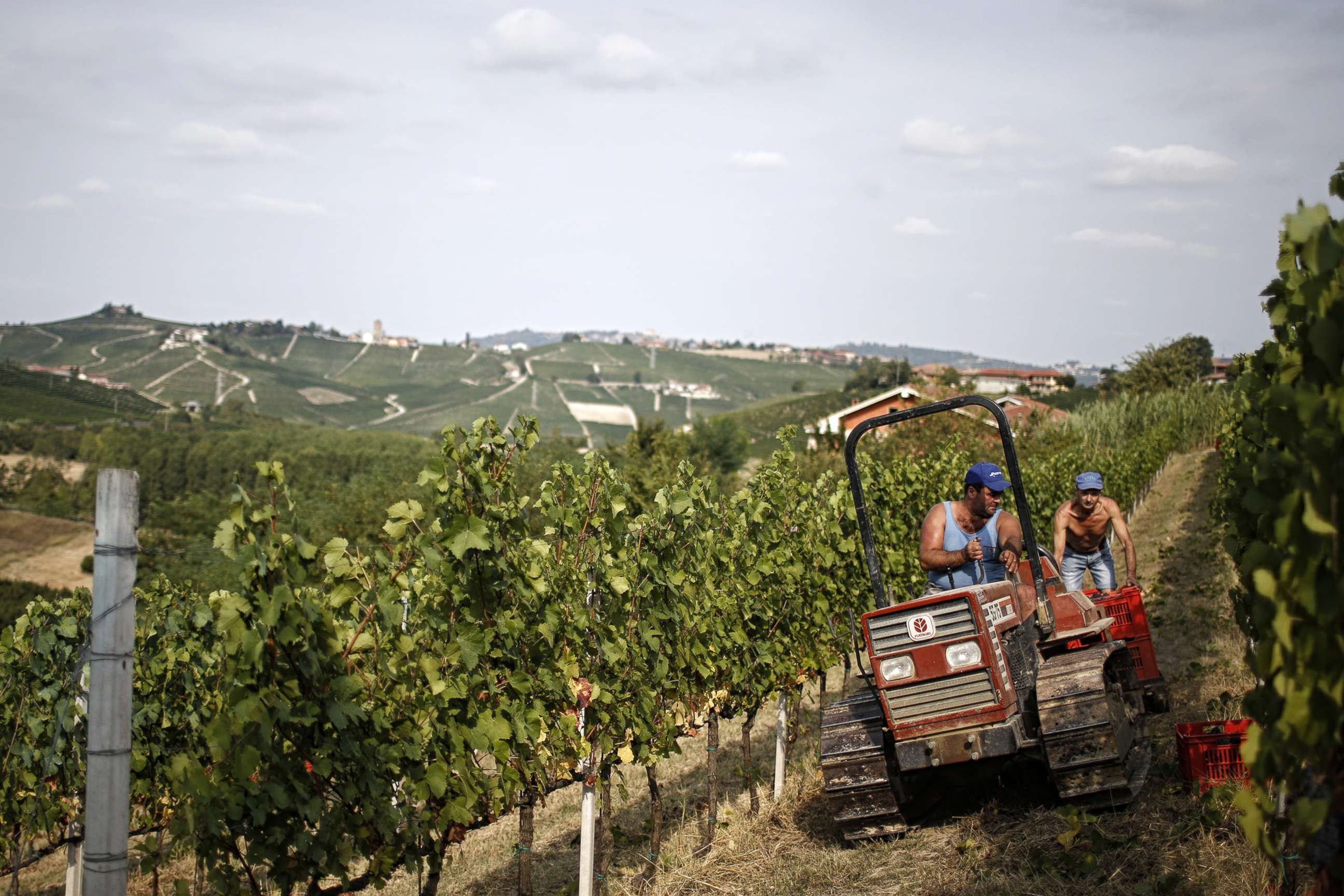 PHOTO: Grape-pickers work in a vineyard of Pinot Nero during the harvest on Aug. 8, 2017 at the Tenuta Castello di Neive Borgonovo, northwestern Italy.