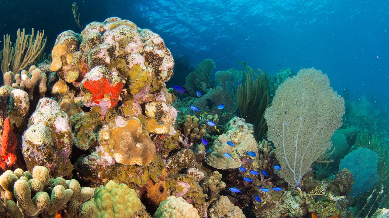 https://s.abcnews.com/images/International/virgin-islands-coral-reef-gty-jt-240312_1710266254013_hpMain_16x9_1600.jpg