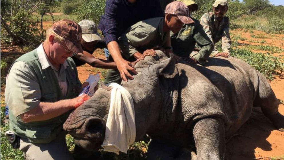 PHOTO: A rhinoceros named Vyrsaat lost his horn and most of his face to poachers in South Africa. Constant medical care from veterinarian Louis Greef, left, has kept him alive.
