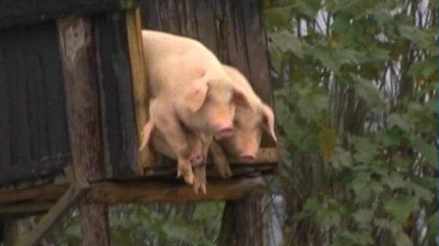 Video Flying Pigs Dive for Your Health - ABC News