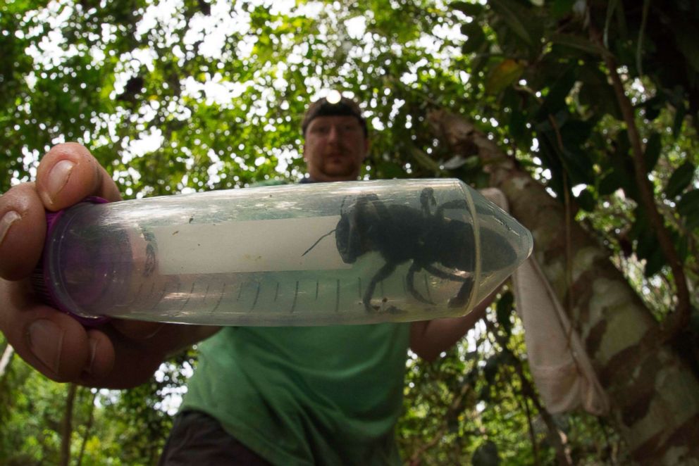 PHOTO: This undated handout picture provided by Global Wildlife Conservation, Feb. 21, 2019, shows entomologist and bee expert Eli Wyman with the first rediscovered individual of Wallaces giant bee (Megachile pluto) in Indonesia.