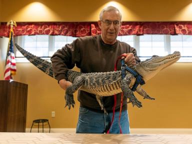 Man says his emotional support alligator has gone missing